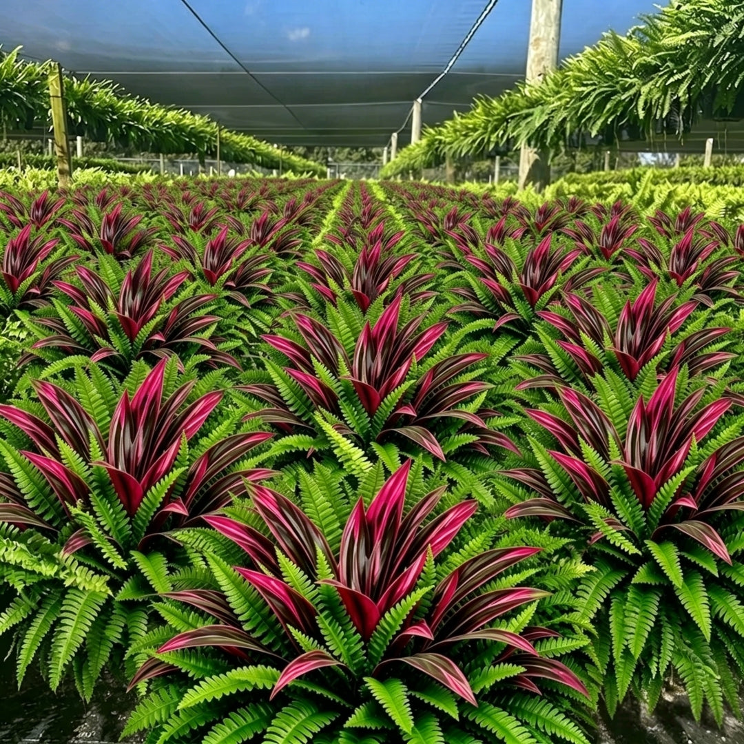 💥BUY 1 GET 1 FREE (2 PCS)🔥 48' Large UV-Resistant Artificial Fern & Red Dracaena Decorative Plants – Full, Lush & Fade-Resistant!